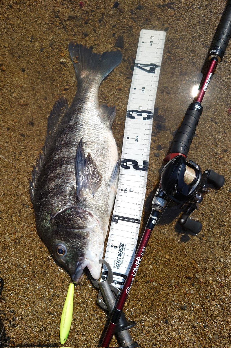 r31P7Fx2IotyGC9's tweet photo. 仕事にチニングして4匹釣れた
なんとなくローテしたけどどっちでも釣れちゃうヽ( ・∀・)ノ
#lower86
#シルバーウルフSVTW
#ラフダイバー
#ラフトリック
#Fishman https://t.co/sjeG7n3ASZ