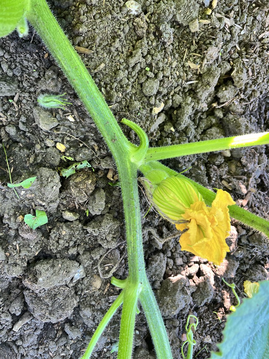 Pumpkin sexy time done #giantpumpkin