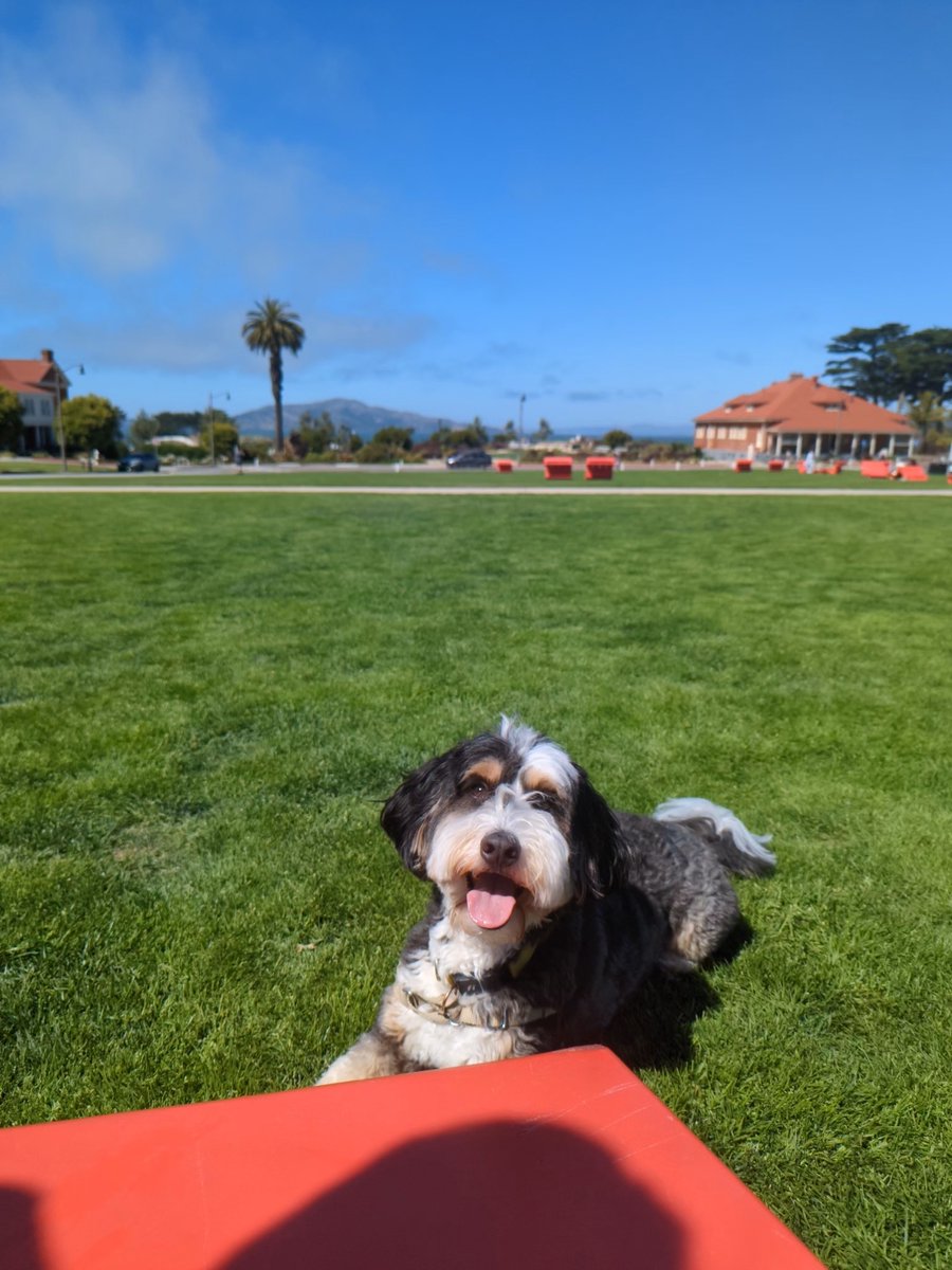 _robbiedood's tweet photo. 🌞🐾 Happy Pup Adventures! 🐶🌳

Took our furry friend to a gorgeous park today. The weather was perfect! Here's our pup chilling by the red bench after a fun run on the green grass. That happy face says it all—pure joy! ❤️

Soaking up the sun, living life to the fullest, and loving every moment with our fur baby! 😊✨

#HappyMoments #DogSmiles #ParkWalks #SunnyDays #BestFurryFriend