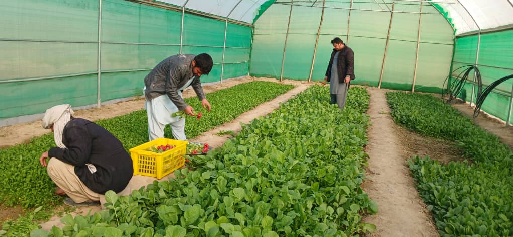 LuisFthais's tweet photo. Did you know? With generous support of @JapaninAFG, @EUinAfghanistan, @UN_STFA - @UNDPaf #ABADEI channeled +$250 million, reaching +6 million people—14.8% of entire population! Efforts supported +3 million women, covering 97% of provinces, 67% of districts, and every region. https://t.co/rNPED07P1Q