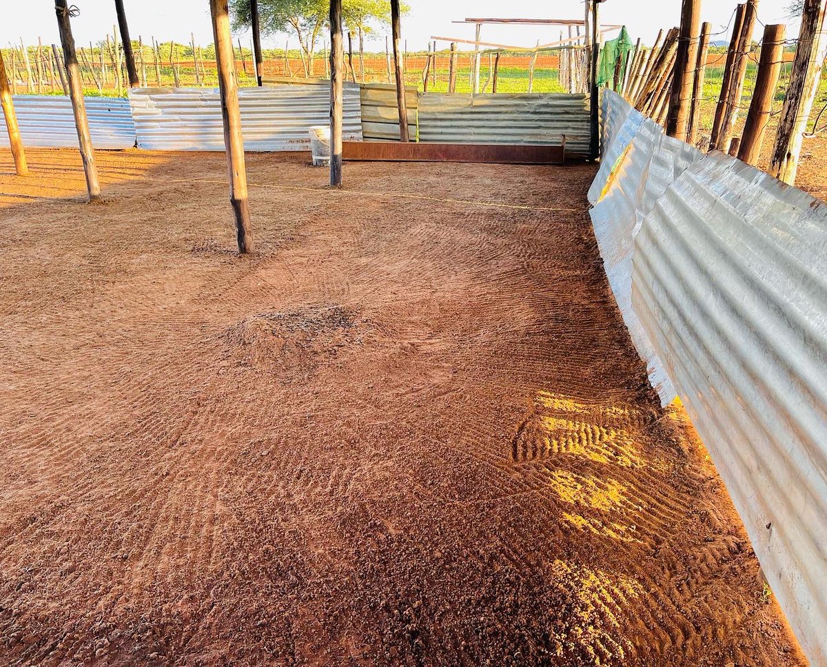 Serurubele Boergoats Botswana tweet media