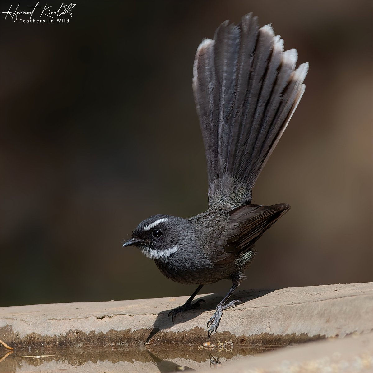 kirola_hemant's tweet photo. A daily dose of new bird.
My Bird No. 70
White-throated Fantail
Do you have any 'Fantails and Silktails' species in your gallery?
#IndiAves #ThePhotoHour #Fantails https://t.co/nR6m3T59Ca