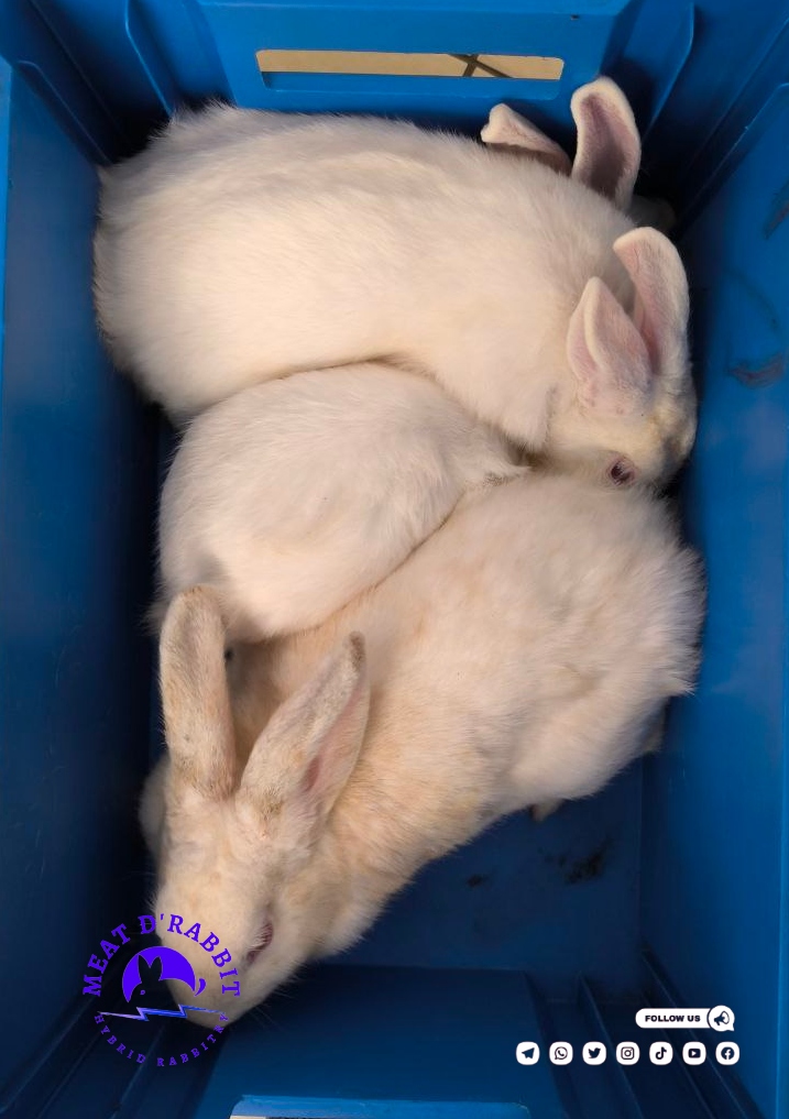 MeatDRabbit's tweet photo. A healthy Rabbit is a pride of the owner.
Get one, two or more rabbits from us. We do deliveries of orders placed within 8 hours. Call us fro a hybreed rabbit to keep as a pet or for meat production. https://t.co/f8I8rl8xov