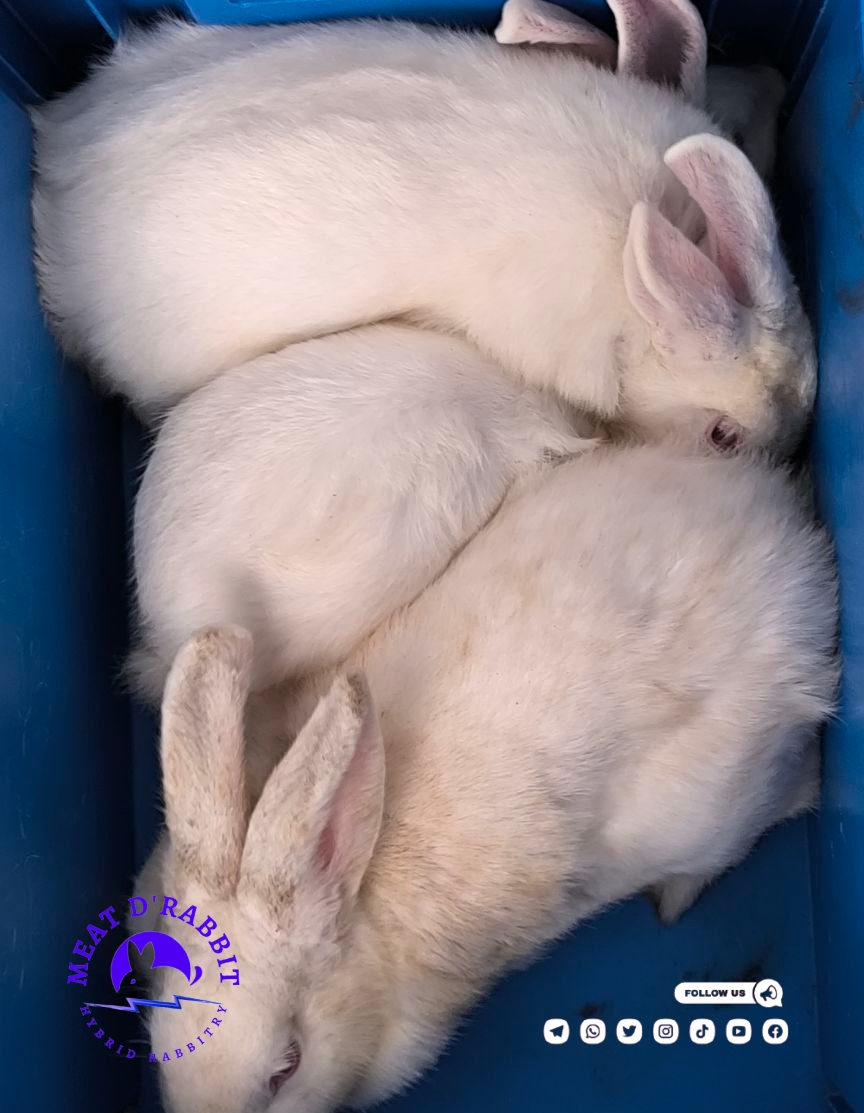 MeatDRabbit's tweet photo. A healthy Rabbit is a pride of the owner.
Get one, two or more rabbits from us. We do deliveries of orders placed within 8 hours. Call us fro a hybreed rabbit to keep as a pet or for meat production. https://t.co/f8I8rl8xov