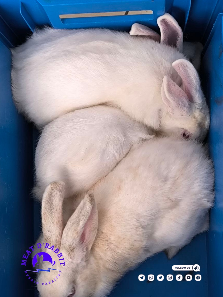 MeatDRabbit's tweet photo. A healthy Rabbit is a pride of the owner.
Get one, two or more rabbits from us. We do deliveries of orders placed within 8 hours. Call us fro a hybreed rabbit to keep as a pet or for meat production. https://t.co/f8I8rl8xov