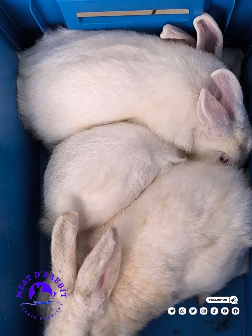 MeatDRabbit's tweet photo. A healthy Rabbit is a pride of the owner.
Get one, two or more rabbits from us. We do deliveries of orders placed within 8 hours. Call us fro a hybreed rabbit to keep as a pet or for meat production. https://t.co/f8I8rl8xov