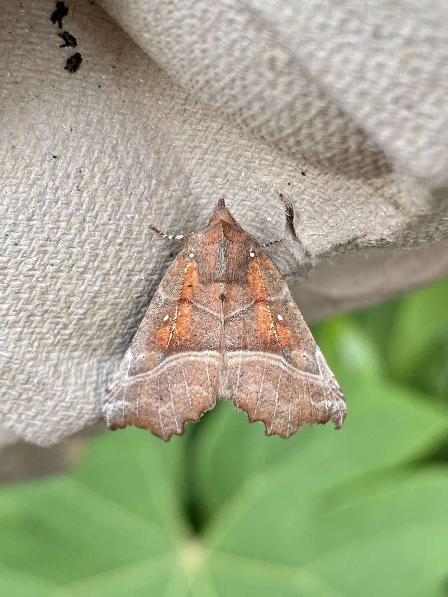 benjeaton's tweet photo. Happy with 2 NFG last night - Herald and Small Angle Shades. Lots of micros again. Erdington, B’ham. https://t.co/ifMsmZTEkU