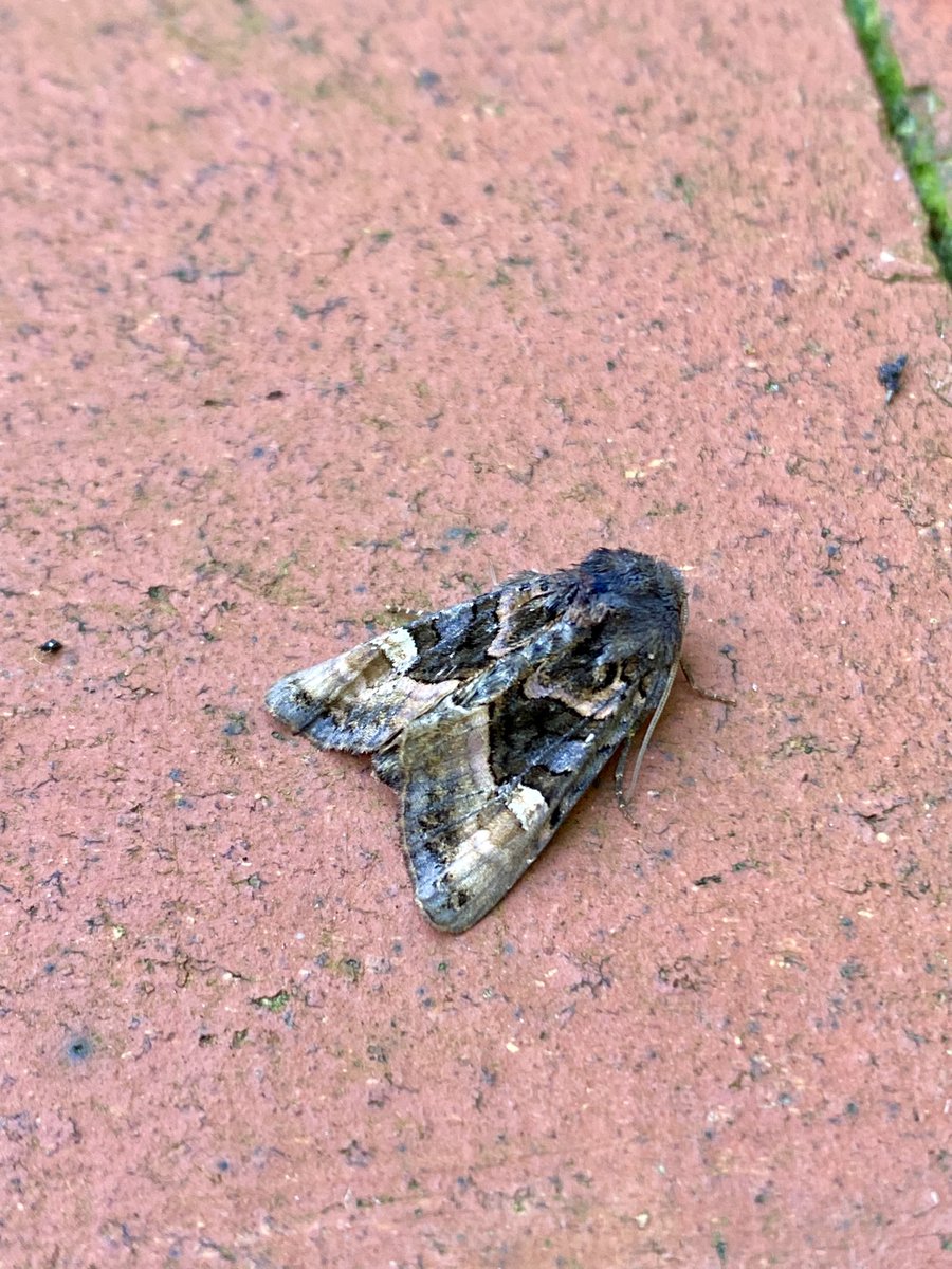 benjeaton's tweet photo. Happy with 2 NFG last night - Herald and Small Angle Shades. Lots of micros again. Erdington, B’ham. https://t.co/ifMsmZTEkU