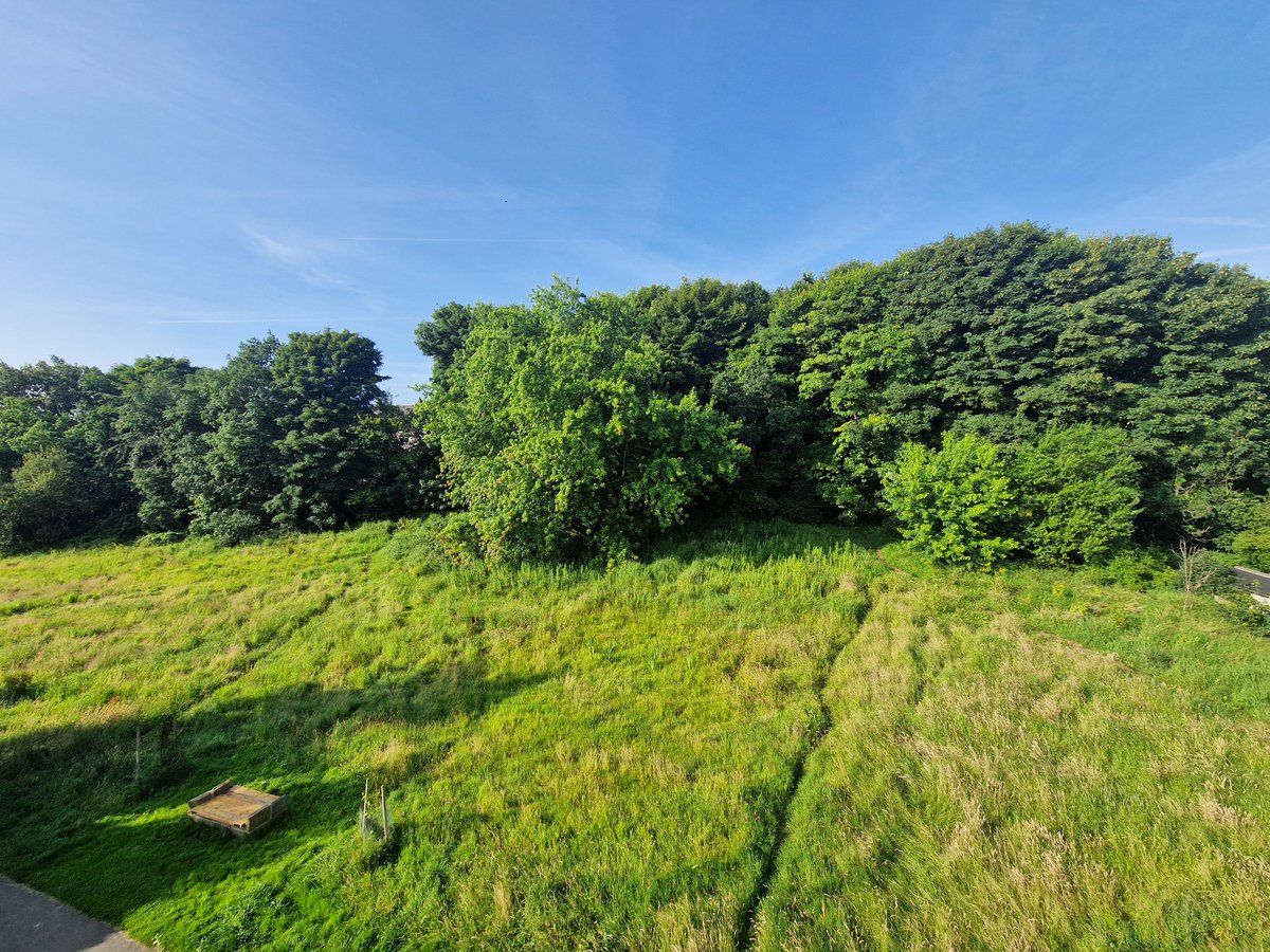 OSWMeadow's tweet image. Old Spring Wood Meadow (part of Northcliffe Park)