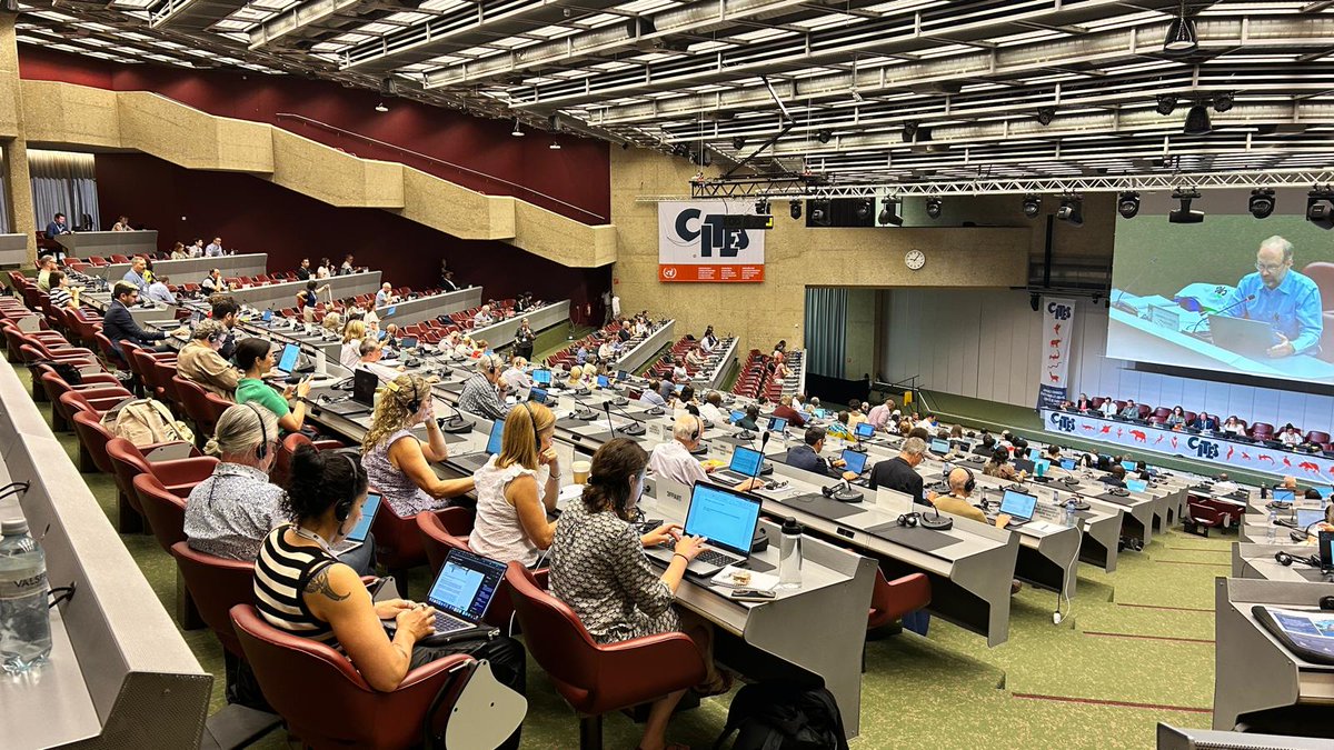 GENetwork's tweet photo. Day 7⃣ of the @CITES #AC33 marks the last day of the meeting! Before closing this afternoon, participants will tackle:
🟢 Working Group reports
🟢 Amphibians
🟢 Tortoises
🟢 Coded microchip implants
🟢 Strategic planning
🟢 #CITESCoP20 Preps
🟢 & more!
▶️https://t.co/r4u9Simg0H https://t.co/464VXCWLoL