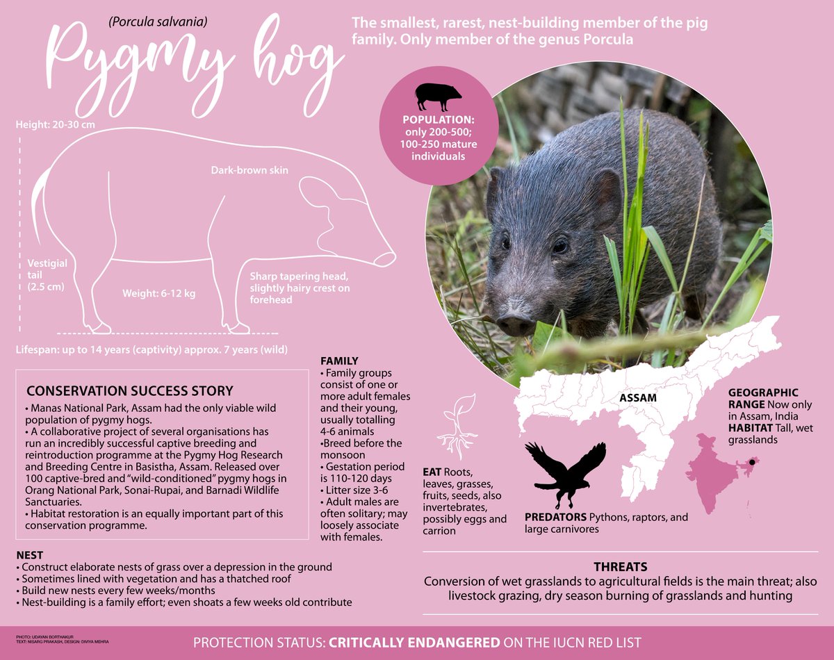 RGSustain1's tweet photo. Meet the world's smallest and rarest member of the pig family only found in #Assam - the #pygmyhog. Here's all you need to know about this inhabitant of the grasslands of Assam.
Text by: Nisarg Prakash
Design by: Diviya Mehra @diviyam https://t.co/F6oEM2gCoD