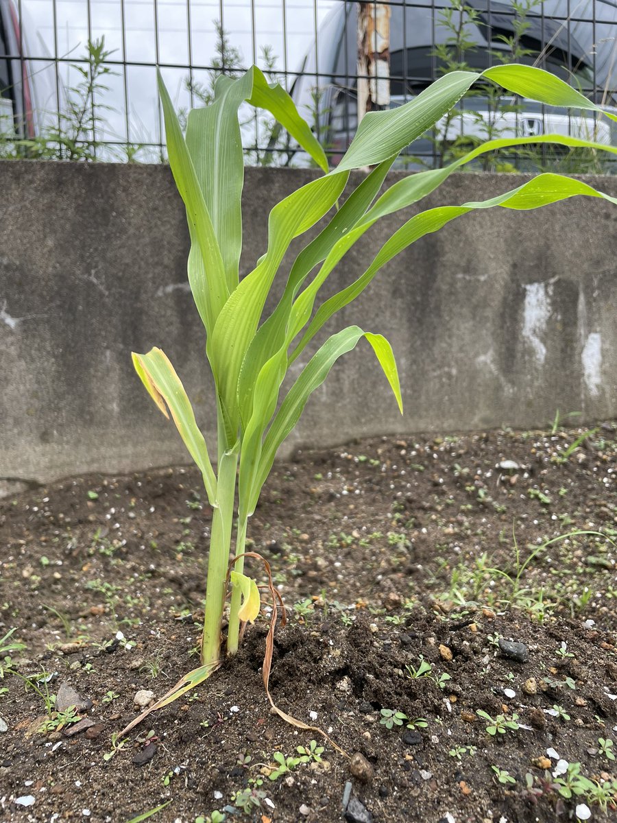 gafasinfo's tweet photo. 植えてから約1ヶ月…
枝豆は身がついてきて、とうもろこしもどんどん大きくなってきました！
毎日水やりをしながら、成長を見るのが楽しみです🧑‍🌾

#GAFAS #gafas #仁井田農園 #枝豆 #とうもろこし #畑 https://t.co/yEyhT4znMw