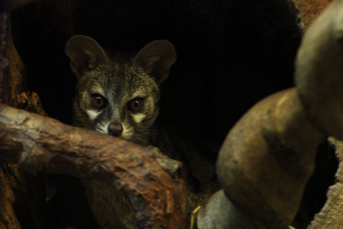 AuCoeurAnimaux's tweet photo. "Coucou vous" 
Voici une belle genette commune à découvrir au @ParcArgonne . Photo prise par Arnaud Mhr https://t.co/AZT3oNgAV5