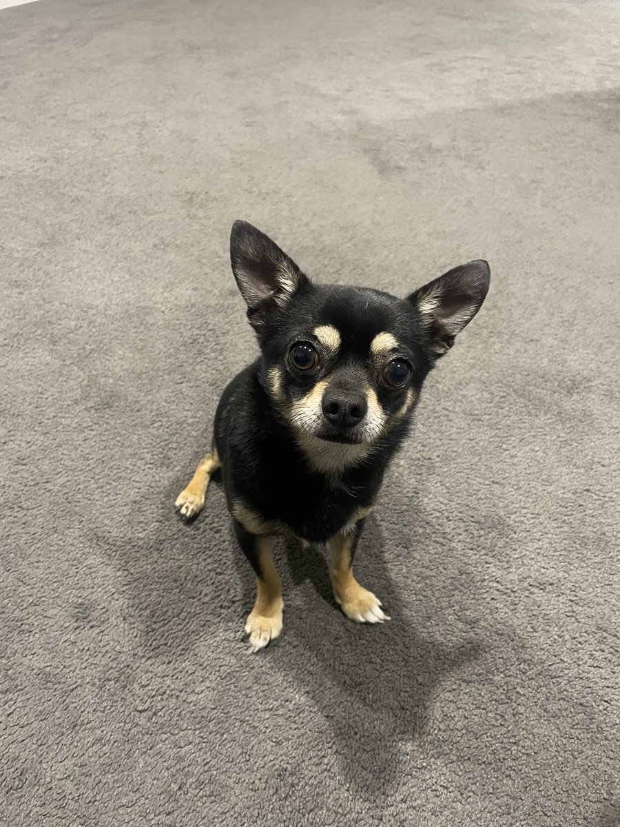 Mrs Archibald tweet media