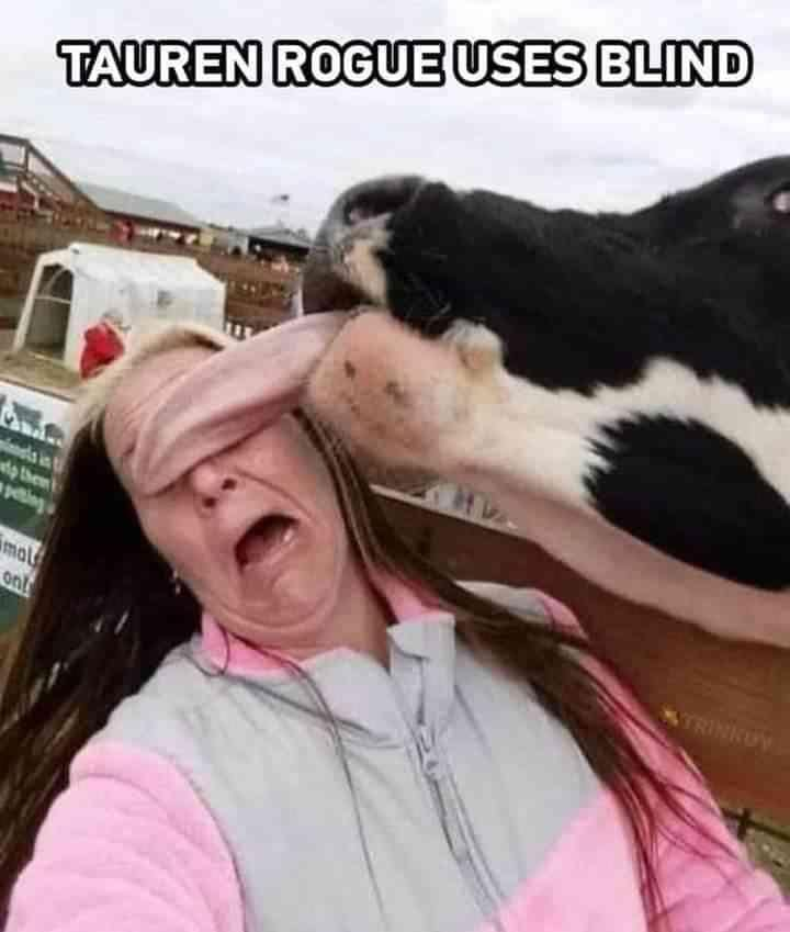 Bears Adventures tweet media