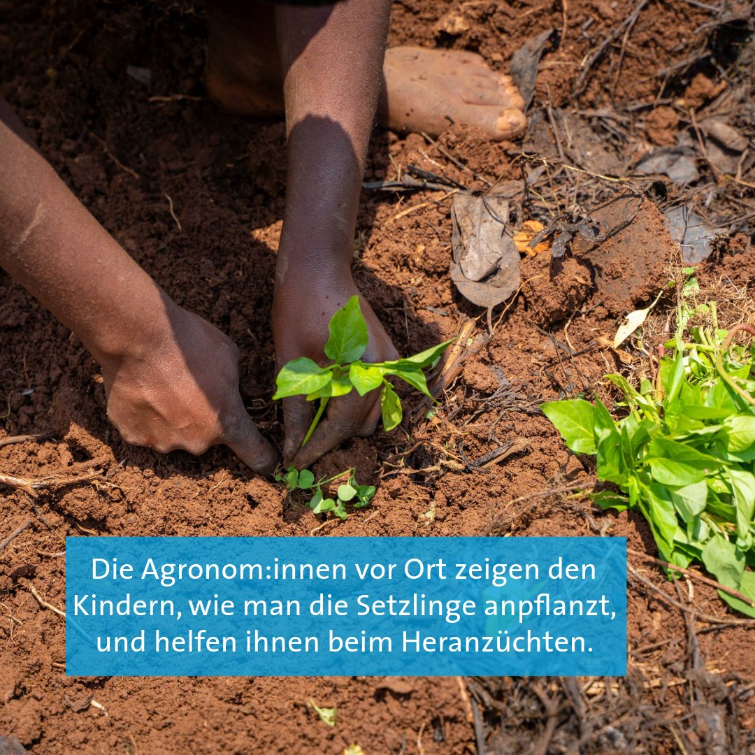 HHN_eV's tweet photo. Die Selbstversorgung durch Landwirtschaft ist ein wichtiger Teil des von Human Help Network und @Sfrwanda1 erstellten Hilfskonzepts für die Kinderfamilien im Südwesten Ruandas. Ein Schwerpunkt liegt auf dem Anbau heimischer Nahrungsmittel.
© Matias Björn, Mainz https://t.co/Nk2EbLKQYS