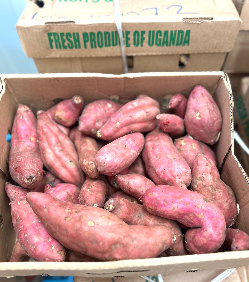 FederalFoodsAF's tweet photo. Every meal is a moment,make yours count with a dash of adventure  , laughter  and a whole lot of organic  sweet potatoes.
We at @FederalFoodsAF are giving you the opportunity  to choose between red and white  sweet  potatoes  wherever  you are .

#africa  #XTrending https://t.co/CAT3NAUslt