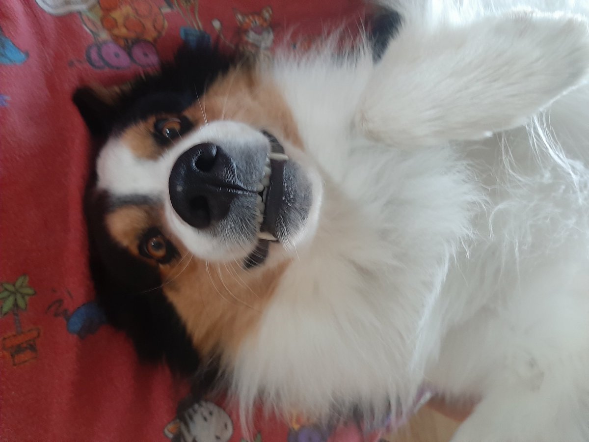 PetraVeber's tweet photo. @taborjeva Vau, prava dama je že 😍
Lp tudi od Whiskyja 🐾 https://t.co/Ujf3zB8mua