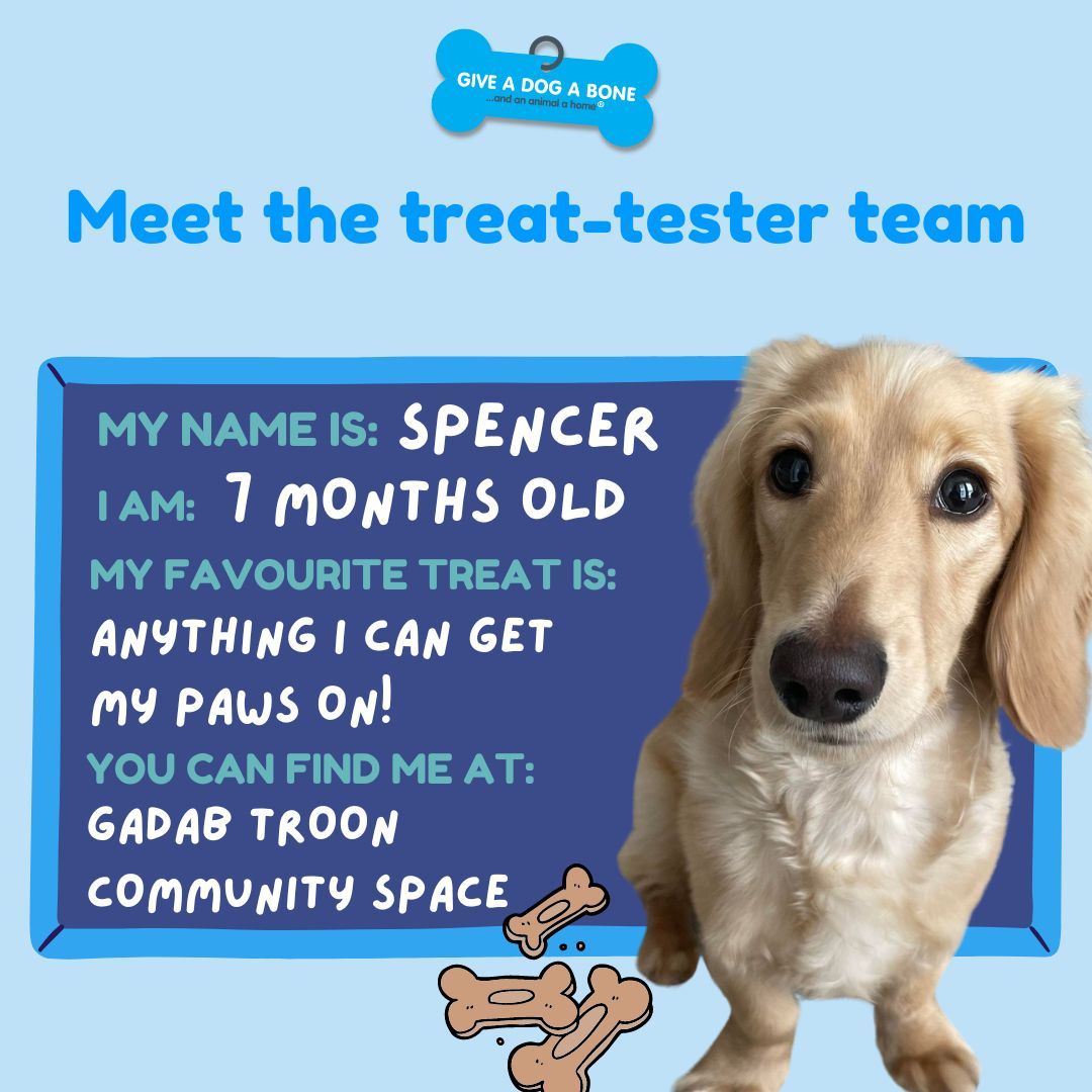 giveadogaboneN's tweet photo. MEET SPENCER 😇💙 

Spencer is the youngest member of Troon’s ‘treat-tester’ team (also known as GADAB’s amazing companionship dogs!) 🐾

How can you resist those puppy dog eyes? 🥹 

#dogsofscotland #giveadogabone #lonelinesscharity https://t.co/yP730AtU5O