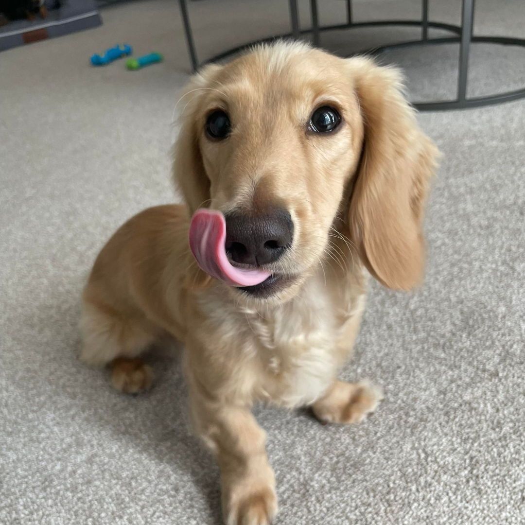 giveadogaboneN's tweet photo. MEET SPENCER 😇💙 

Spencer is the youngest member of Troon’s ‘treat-tester’ team (also known as GADAB’s amazing companionship dogs!) 🐾

How can you resist those puppy dog eyes? 🥹 

#dogsofscotland #giveadogabone #lonelinesscharity https://t.co/yP730AtU5O