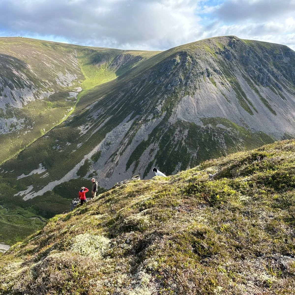 RBGE Scottish Plants tweet media