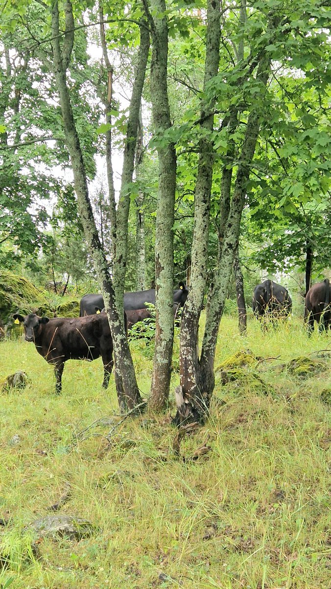 Maisemanhoitajani  💚