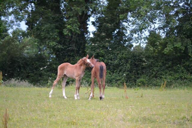 Horse Week: New online system 'Horse Source' makes passport registration easier farminglife.com/country-and-fa…