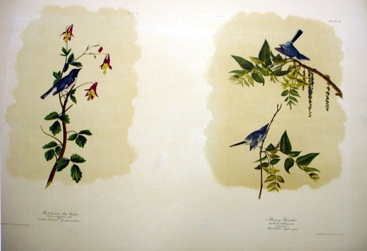 ArtistAudubon's tweet photo. Black-throated Blue Warbler and Blue-Grey Flycatcher https://t.co/R0ZRUlrID6 https://t.co/64zfYmEfbB