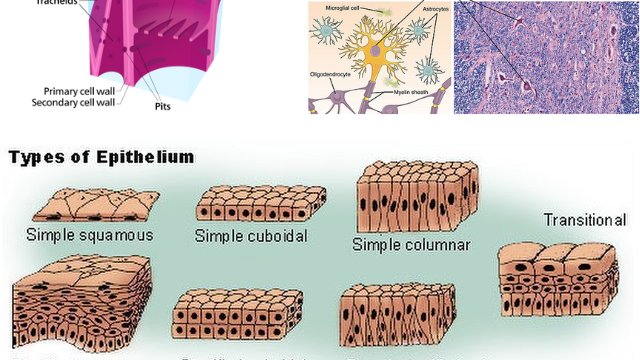 microbeonline's tweet photo. Different types of plant tissues include meristematic (growing) and permanent tissues.

Likewise, different types of animal tissues include epithelial, muscle, nervous, and connective tissues. From skin to skeletons, these different types of tissues are present in animals. https://t.co/uD7dlWPNpH