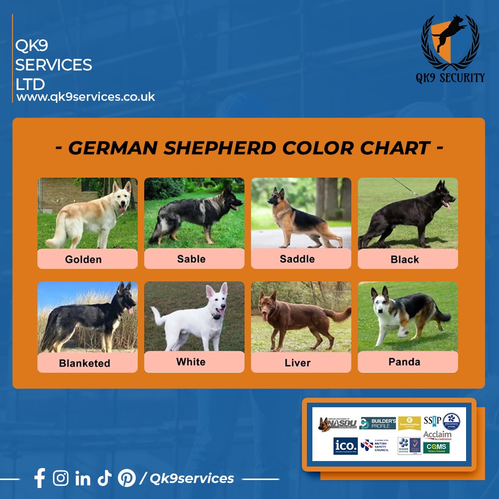 German Shepherd Colors: A Furry Fanfare!
From classic black &amp; tan to dazzling sables, explore the stunning coat variations of this iconic breed. hashtag#GSDLove hashtag#CoatColors hashtag#qk9 hashtag#k9 hashtag#k9dogs hashtag#SafeSite hashtag#securitysolutions