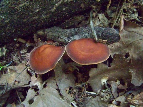 Start Up No.2259: Trump’s tech supporters, Meta itches at Reality Labs losses, election forecasting, the HIV cure?, and more dlvr.it/T9nkGN