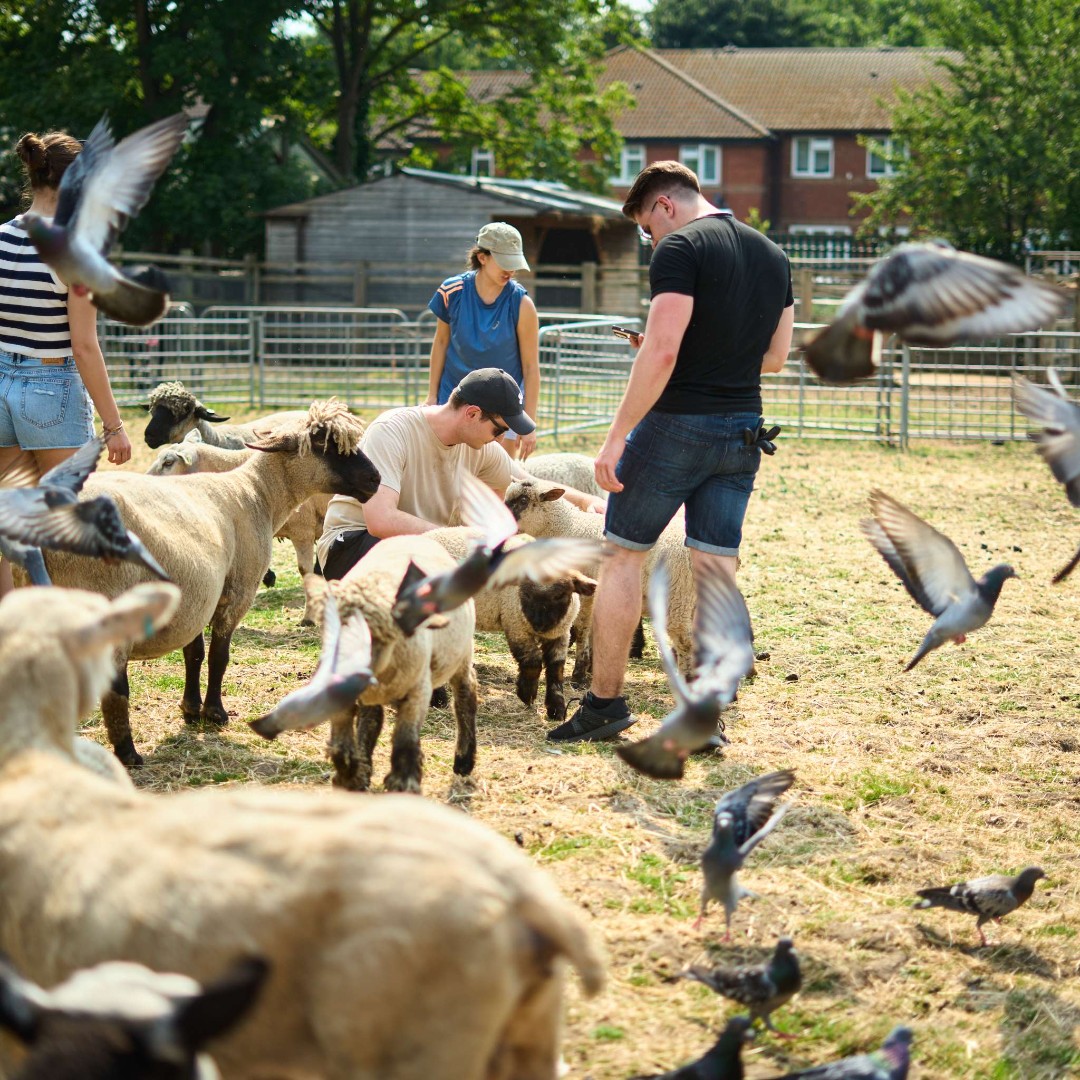 Canada Water Masterplan tweet media