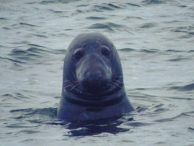 botaniyya's tweet image. every time i see a seal im struck with the knowledge that in scotland we have a whole genre of folktale warning people not to get seduced by these creatures