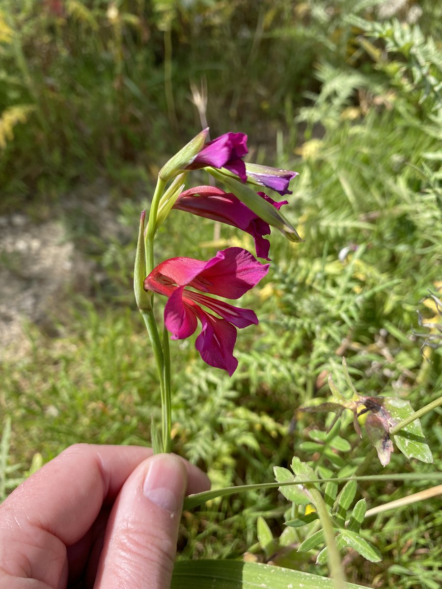 Are you working or studying in the area of Ethnobotany? My MSc student has a super fast (5-minute) survey which I'd really appreciate you giving a few minutes of your time to. Please RT. Thanks.
surveymonkey.com/r/9KXKHTS