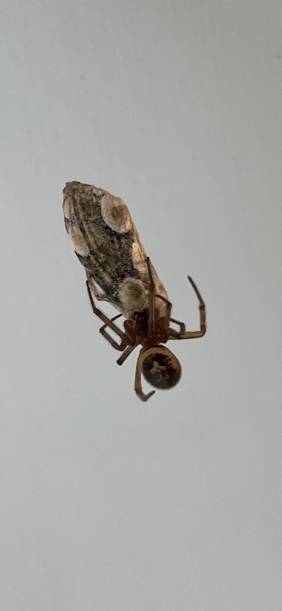 Peach Blossom is a stunning moth but sadly only found this one in the kitchen as a spider’s dinner! Anyone know what the spider is? <a href="/BritishSpiders/">BAS</a>