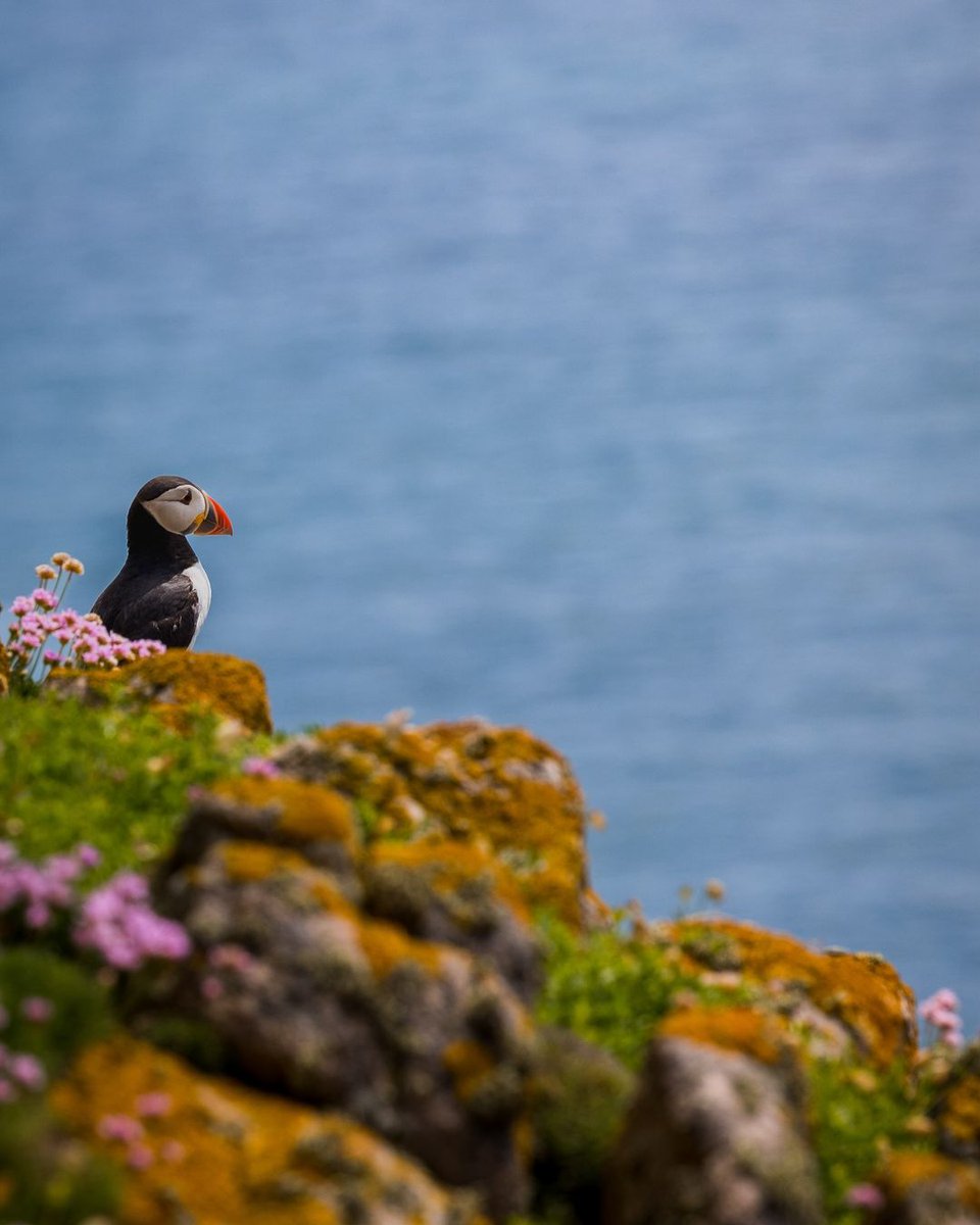 Tourism Ireland tweet media