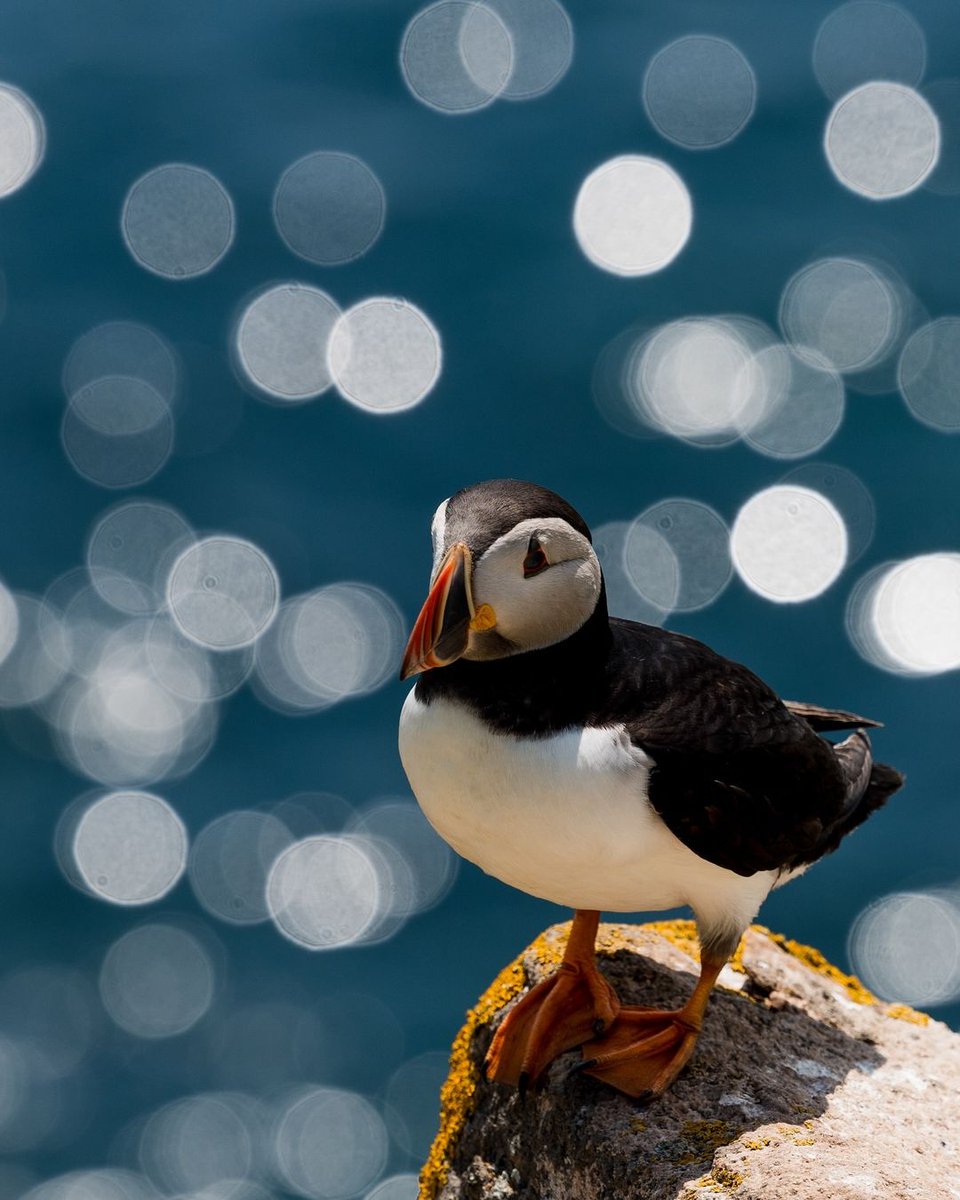 Tourism Ireland tweet media