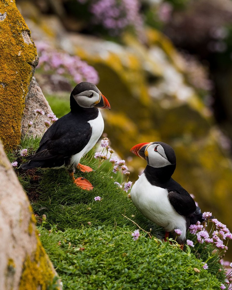 Tourism Ireland tweet media