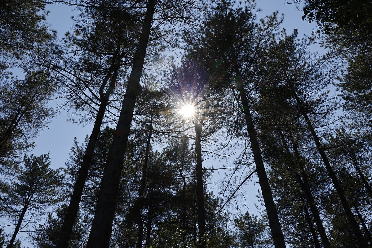 If you are heading into the forest for a shady woodland walk we recommend you take plenty of water and protect yourself from the sun! We’re also reminding visitors that BBQs and fires are banned throughout the #DorsetForests. 🌲☀️

#BringAPicnicNotABBQ