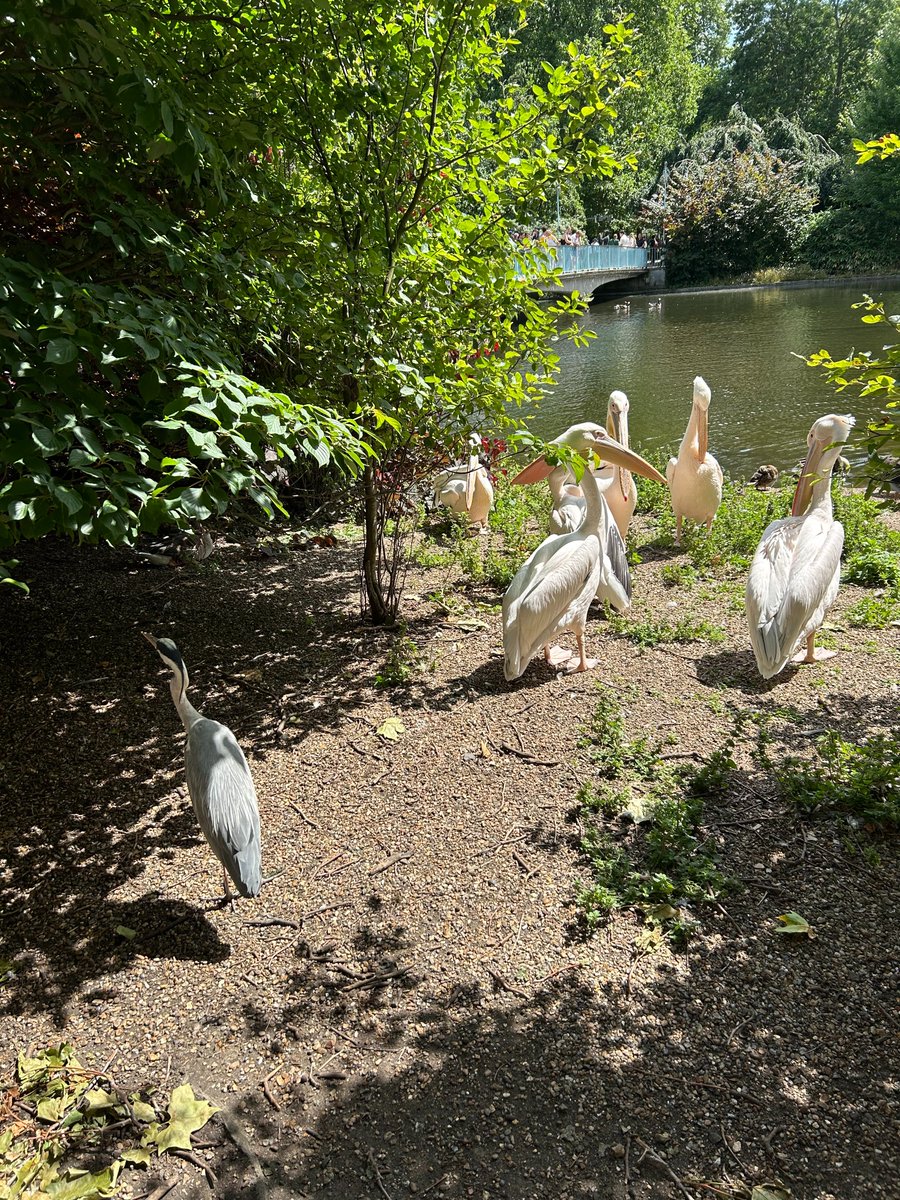 Perfect day for showing this lovely family from San Francisco around Westminster and we made a new friend.  Book a private walk here - xlwalks.co.uk/Home/?page_id=…
#lovelondon #visitlondon #paddingtonbear #guidedwalks
