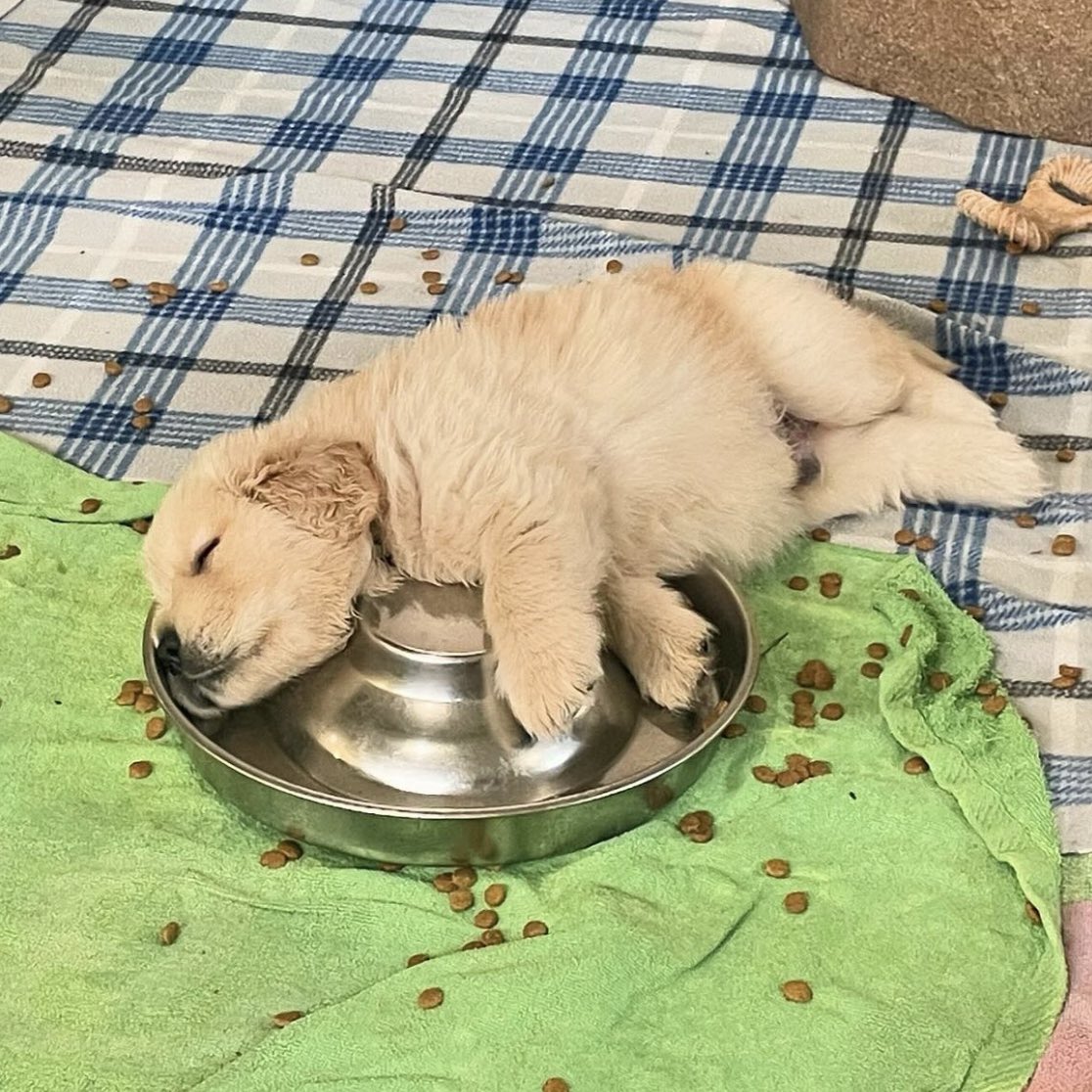 หยุดร้องหม่ำๆกุ้ดบอยได้แลว เค้าอิ่ม