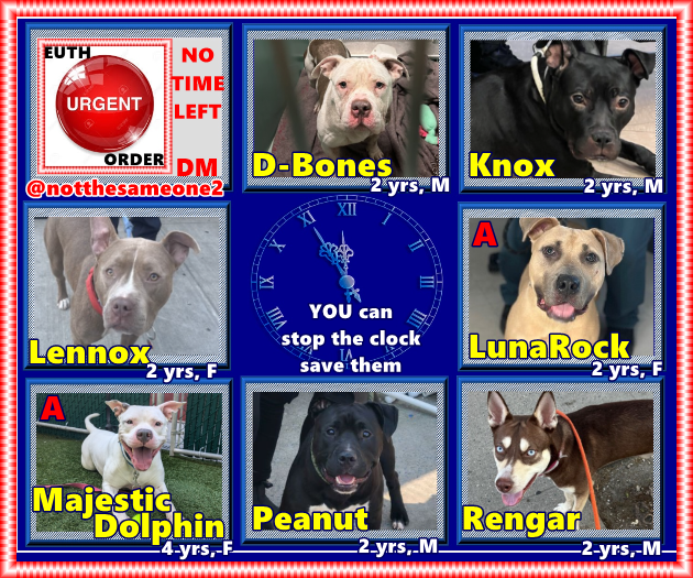 pfeifferpack's tweet photo. NYCACC has 26 dogs at risk. 7 with euth orders may die today. Foster/adopt @notthesameone2 if U R btw Maine - N. Va. Can pledge there or @TAP4ACCDOGS from anywhere. RT essential to get them seen. Let's see if there R decent humans still out there, with hearts. The euth ordered https://t.co/Wkmx12ulYz