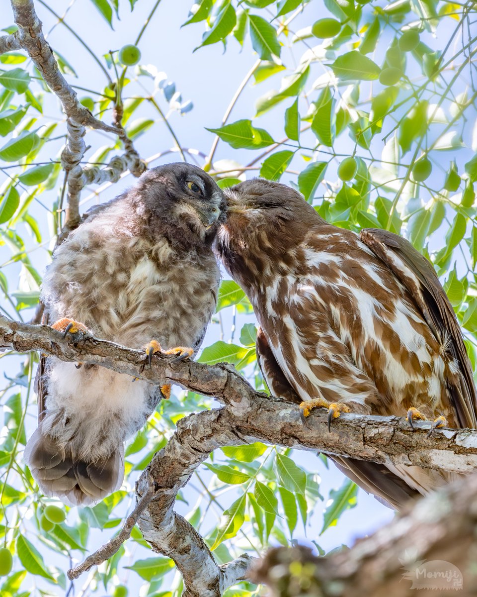 今年もアオバズク来る❢ 2024.6.2 アオバズク