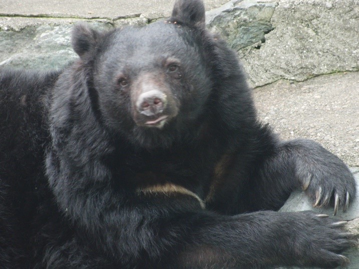 wakayama_master's tweet photo. 和歌山城公園動物園のツキノワグマのベニーが令和6年7月18日に天国へ旅立ちました。
ベニーを偲ぶため、ベニーの園舎前に献花台を設置いたします💐

設置期間:令和6年7月20日(土)9:00～8月25日(日)
設置場所:和歌山城公園動物園 熊園舎前
※ お供えはお花とお手紙に限らせていただきます。 https://t.co/UzWpQKPOfF