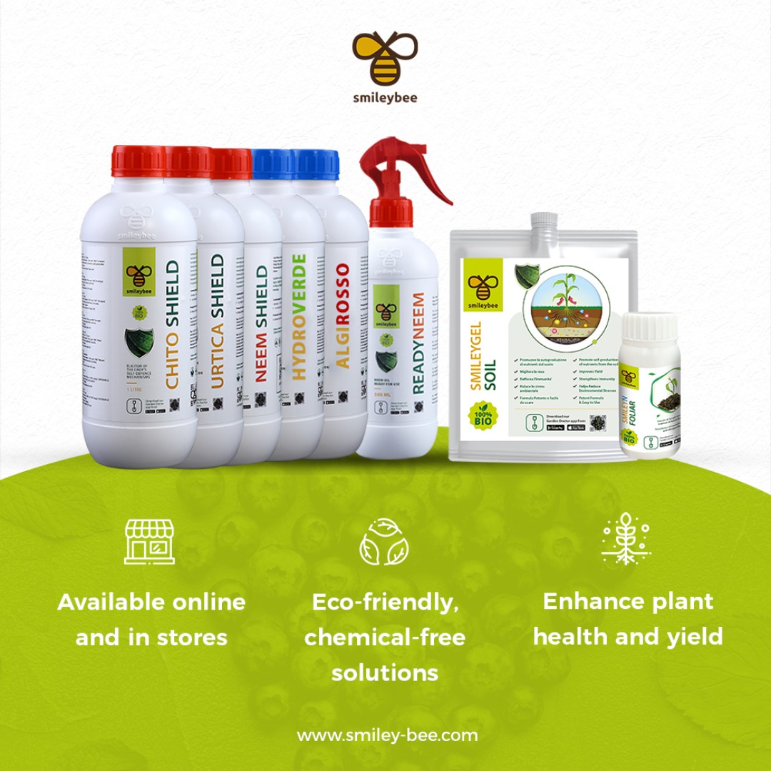 SmileyBeeLtd's tweet photo. For the best blueberry harvest, start with acidic soil (pH 4.0-5.5). Promote growth post-flowering and protect from diseases using Smileybee's Smileygel, Algirosso, Hydroverde, Nutriverde, Chitoshield, Urticashield, &amp; Neemshield. Eco-friendly, chemical-free solutions! #Smileybee https://t.co/yXPEcAm6yw