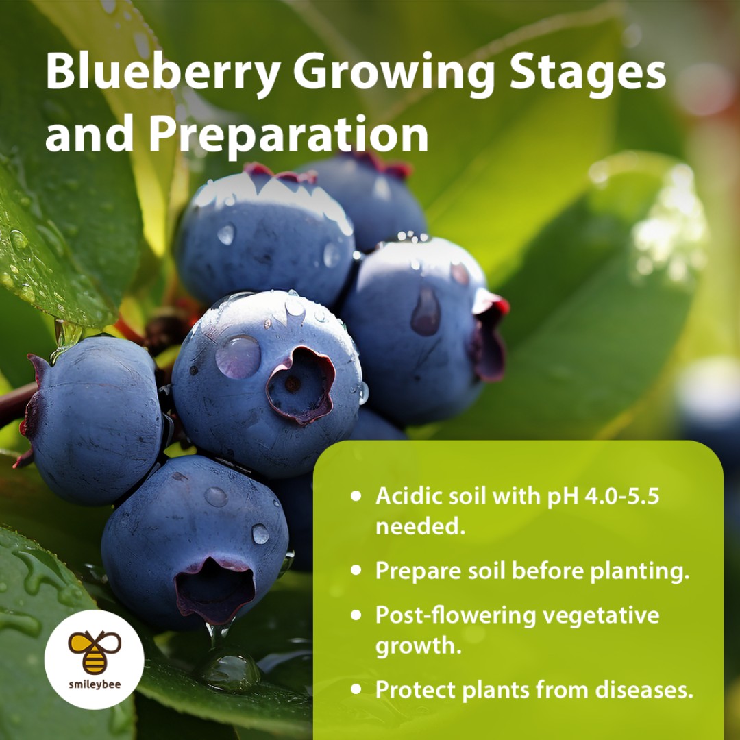 SmileyBeeLtd's tweet photo. For the best blueberry harvest, start with acidic soil (pH 4.0-5.5). Promote growth post-flowering and protect from diseases using Smileybee's Smileygel, Algirosso, Hydroverde, Nutriverde, Chitoshield, Urticashield, &amp; Neemshield. Eco-friendly, chemical-free solutions! #Smileybee https://t.co/yXPEcAm6yw