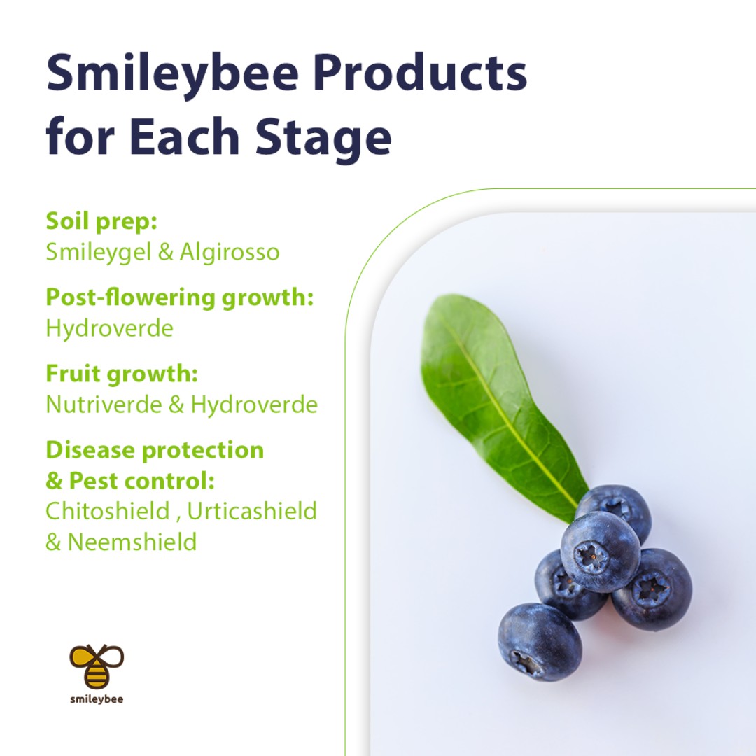 SmileyBeeLtd's tweet photo. For the best blueberry harvest, start with acidic soil (pH 4.0-5.5). Promote growth post-flowering and protect from diseases using Smileybee's Smileygel, Algirosso, Hydroverde, Nutriverde, Chitoshield, Urticashield, &amp; Neemshield. Eco-friendly, chemical-free solutions! #Smileybee https://t.co/yXPEcAm6yw