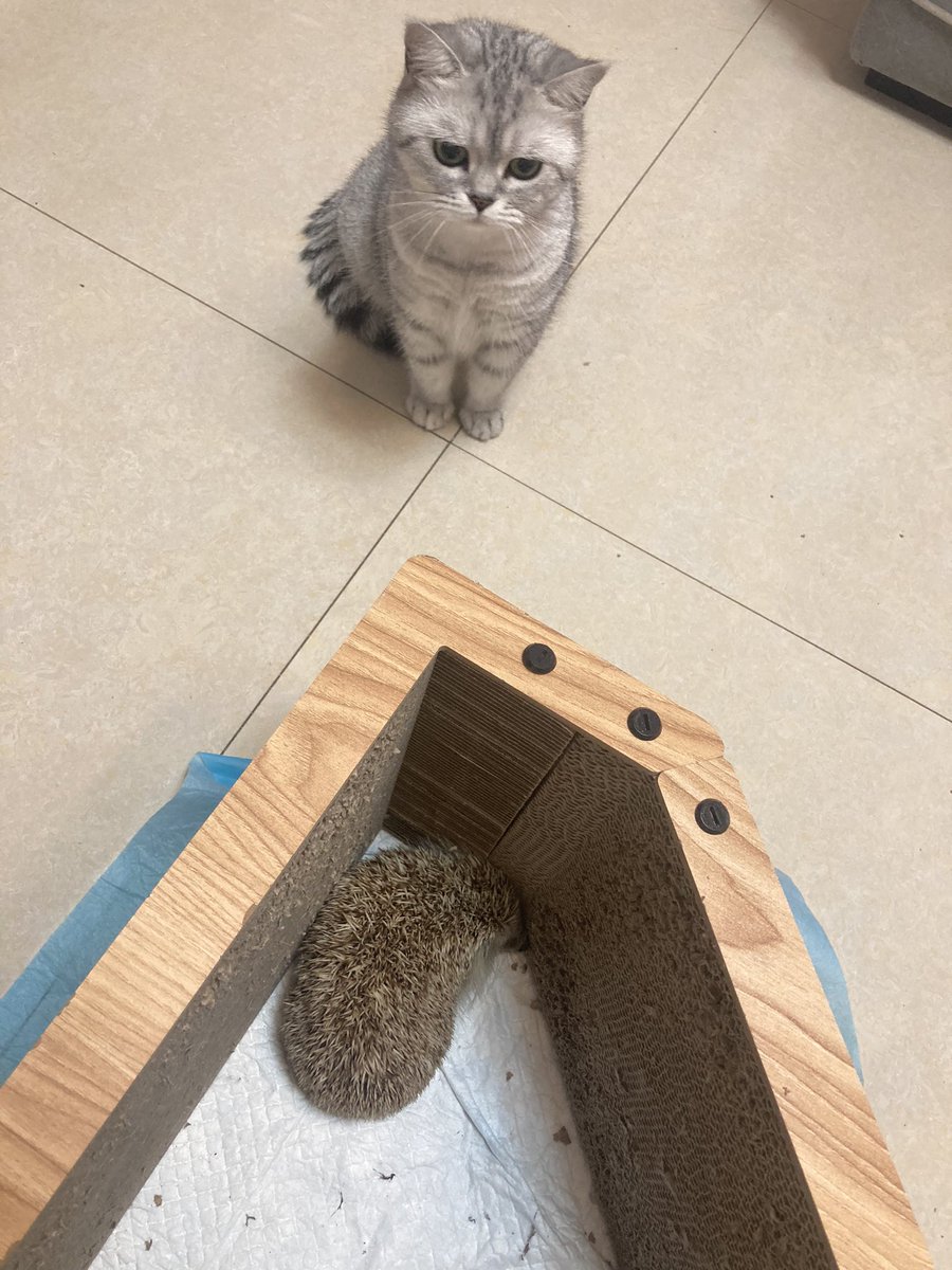 catcatwave's tweet photo. 还活着
抓了个躲避暴雨的刺猬

等晚上放走 https://t.co/IeyDUCgFs4