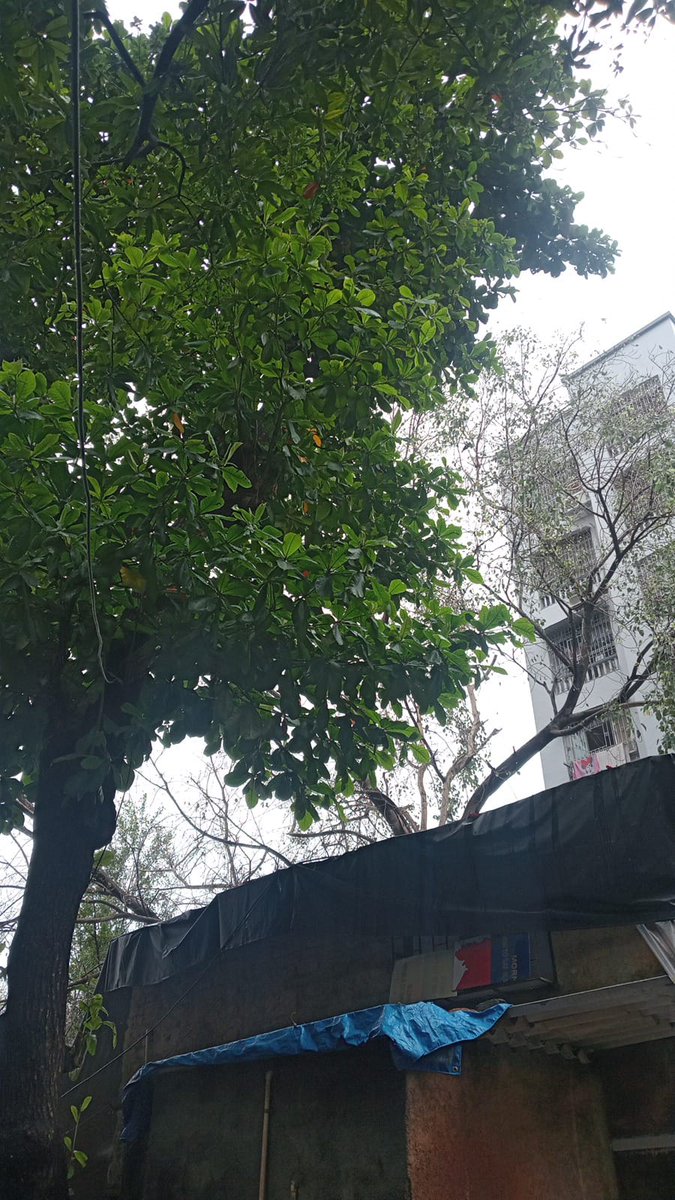 घरावर एक मोठं झाड आहे ज्याची स्थिती खूपच धोकादायक आहे. कृपया लवकरात लवकर याची पाहणी करा आणि आवश्यक ती कारवाई करा.
 पत्ता: [धिंग्रा वाडी 
नंदा पाटकर रोड 
राणे हॉस्पिटल समोर 
विलेपार्ले पूर्व]. 
+91 90825 50967

<a href="/mybmcWardKE/">Ward KE BMC</a> <a href="/mybmc/">माझी Mumbai, आपली BMC</a> <a href="/EastOfficer/">K East Ward Complaint Officer</a> <a href="/OurVileParle/">Our VileParle</a>  <a href="/Chetanbelkar1/">Chetan belkar</a>
