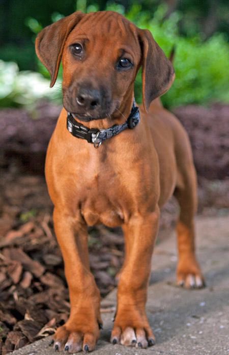 Craigyates40's tweet photo. So collecting our new puppy on Monday, so how about naming him Vardy @vardy7 @LCFC https://t.co/21GHcmQTqG